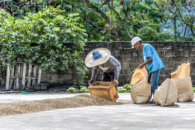 Coffee farmers packing dried green unroasted coffee beans by hand