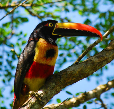 Wild aracari toucan sitting in a tree in Costa Rica