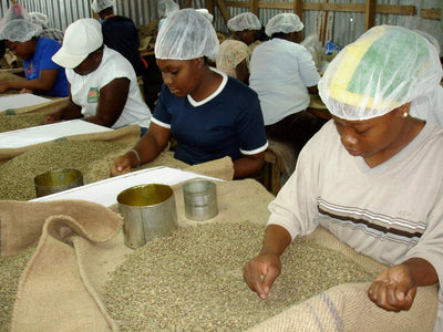 Farm workers in Jamaica hand sorting Blue Mountain coffee beans