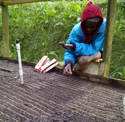 Coffee beans being planted at Coffea Diversa estate in the Jamaica Blue Mountains