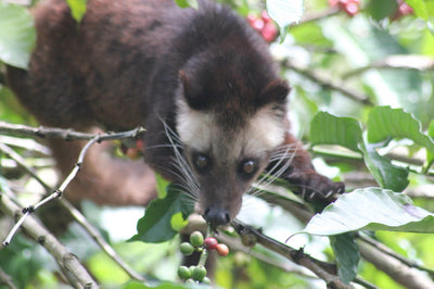 Wild civet cat eating a coffee cherry on a branch