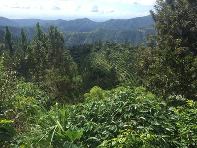 Landscape of the Jamaican Blue Mountains