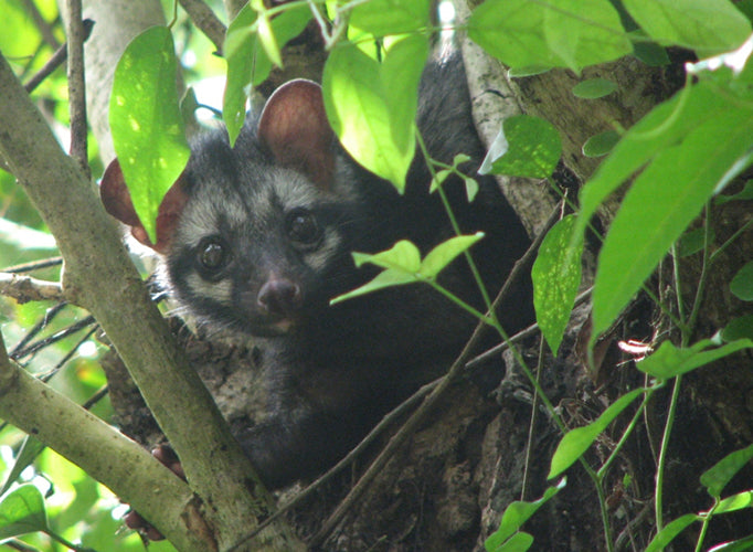 Wild civet cat (kopi luwak) sitting in a tree