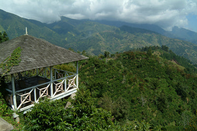 Clifton Mount estate garden overlooking a landscape of the Jamaican Blue Mountains