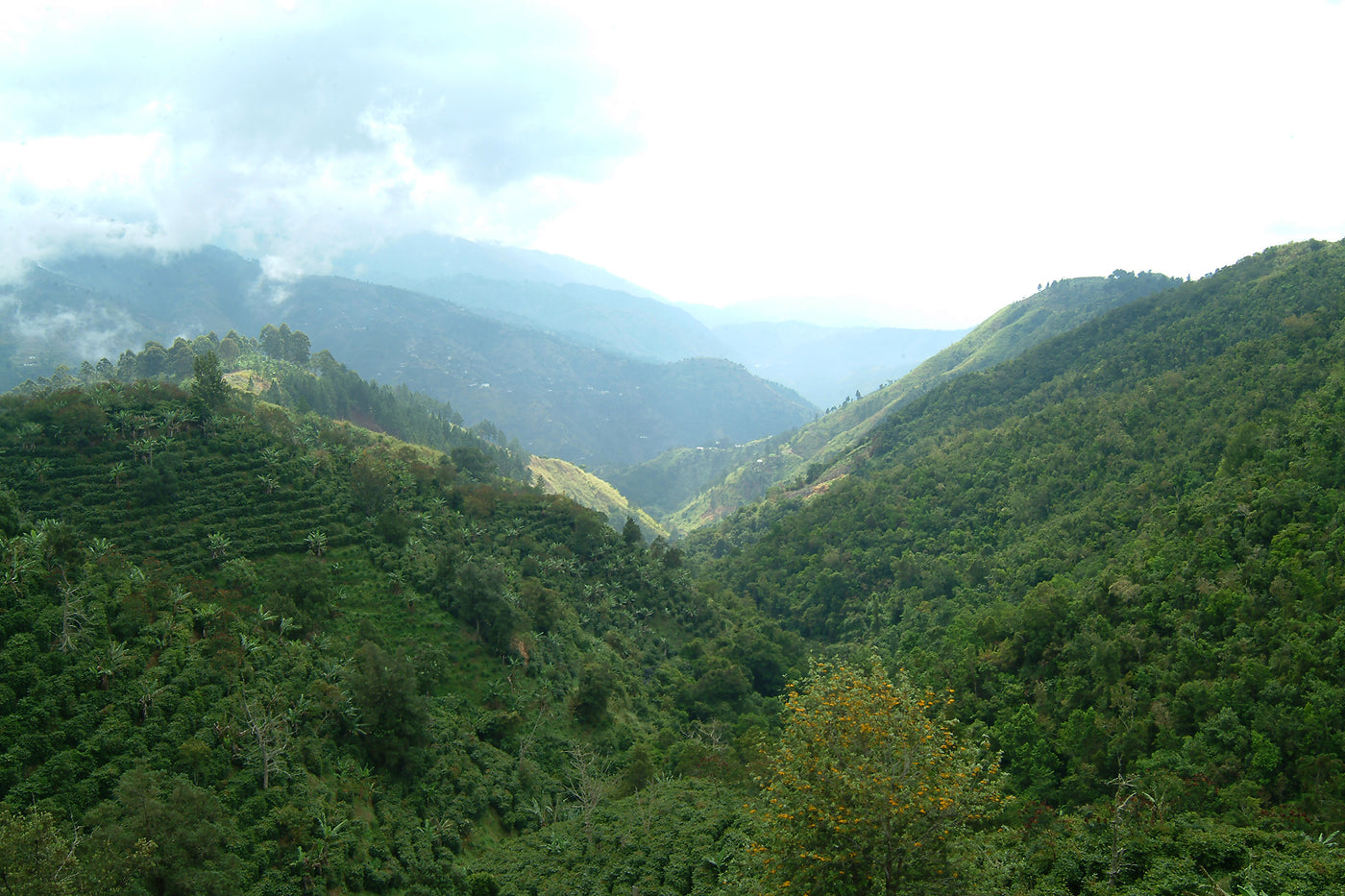 Landscape view of the Jamaican Blue Mountains