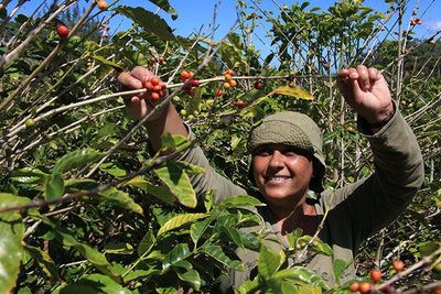Coffee cherries being picked in St Helena