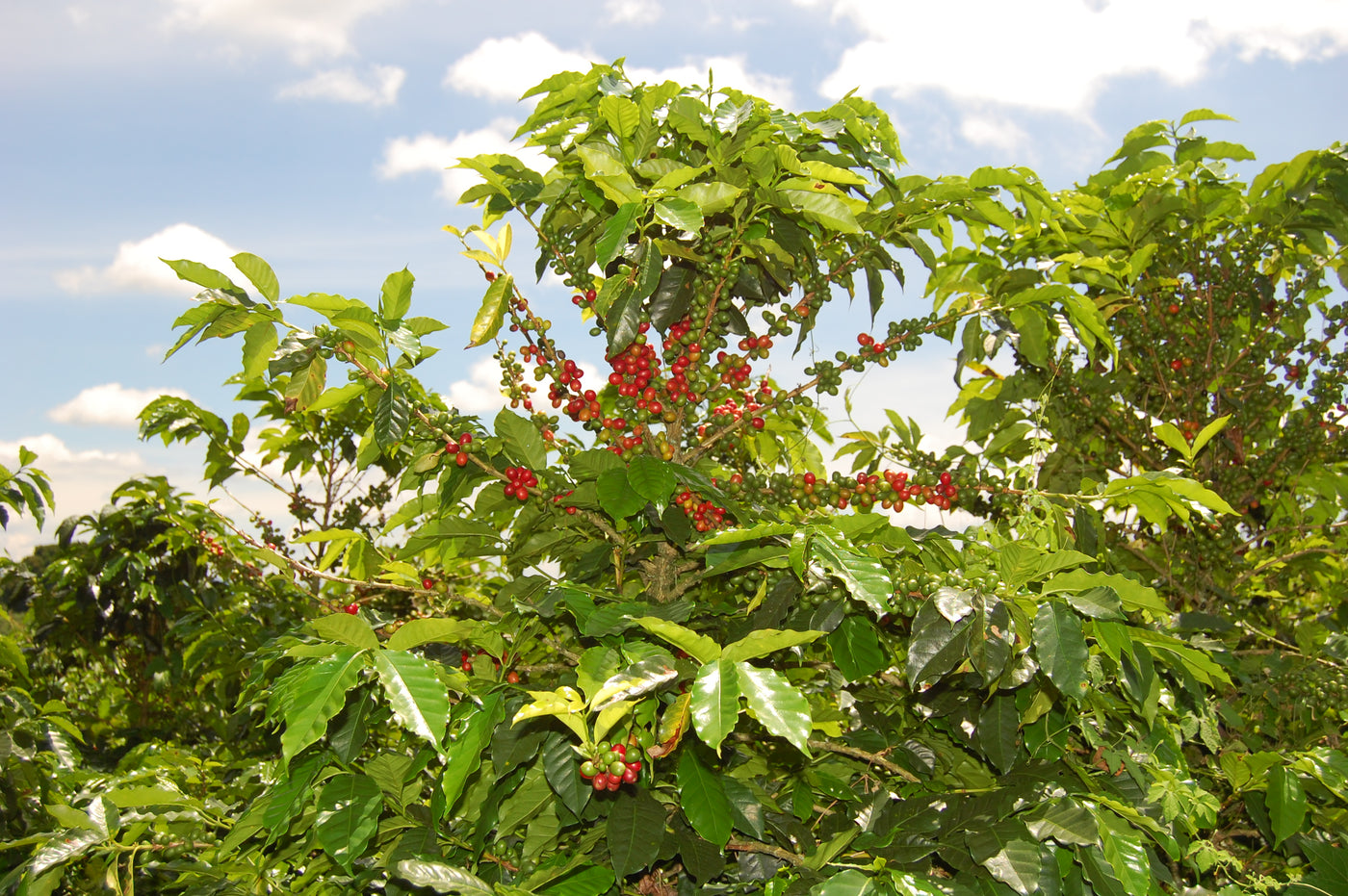 Swiss Water Decaf, Colombia coffee cherries.