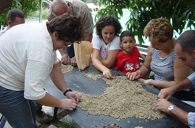 Sorting coffee beans at Finca La Corcovada, Canary Islands.