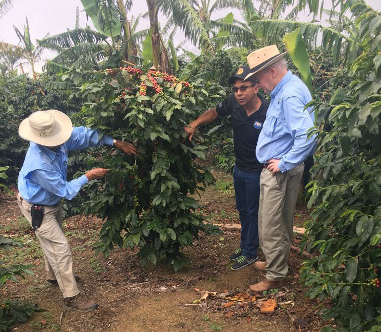 Coffee farmers and estate owner inspecting a coffee plant 