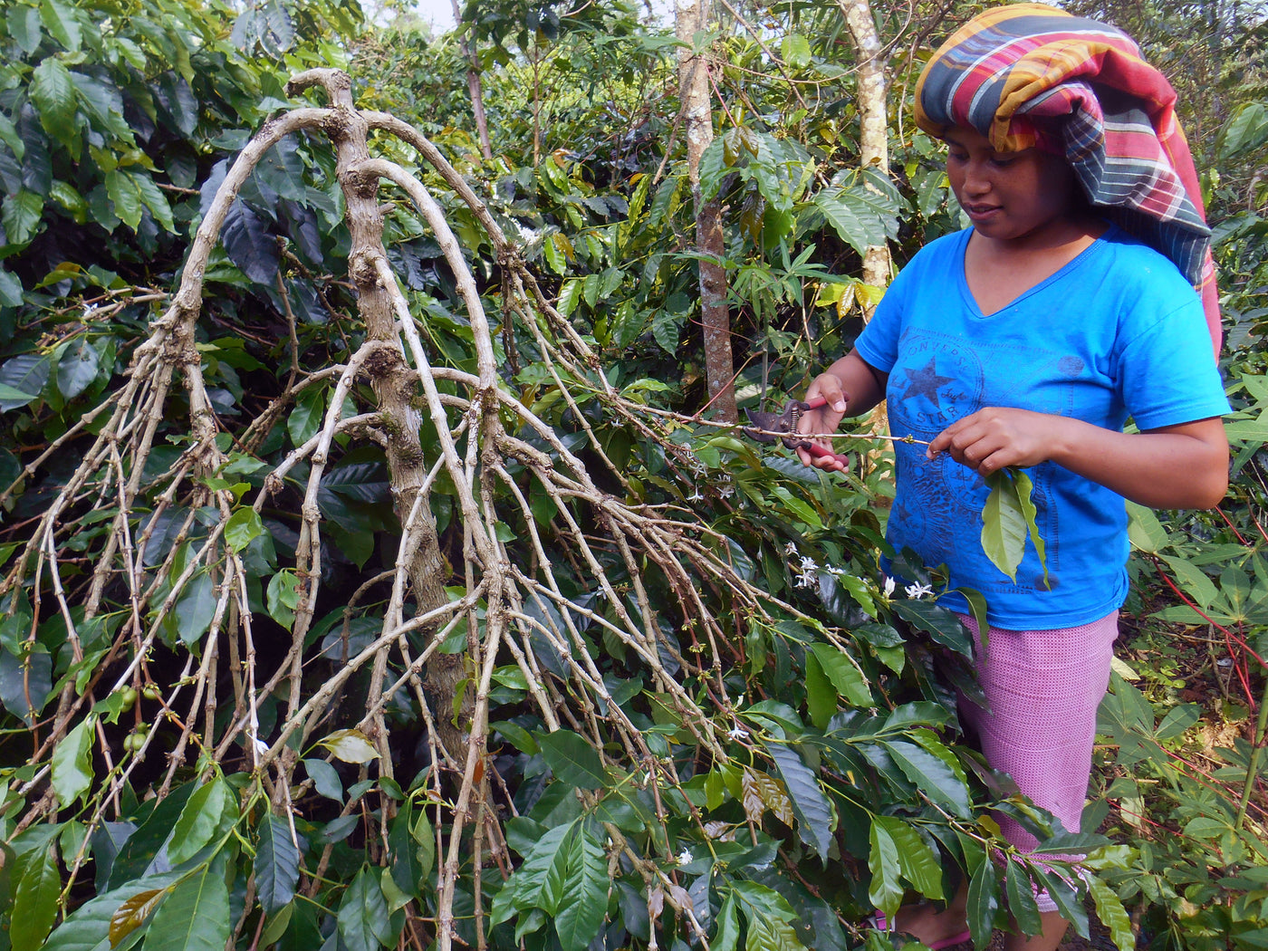 Trimming coffee trees in northern Sumatra Indonesia
