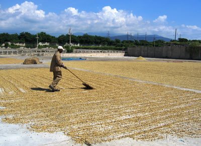 Coffee beans being dried in the sun in the Jamaica Blue Mountains