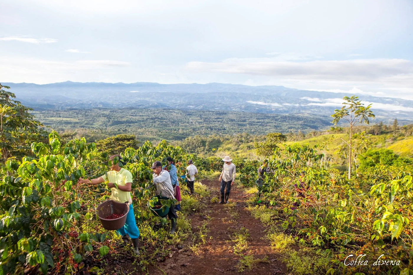 Coffee farmers in Costa Rica picking coffee cherries on Coffea Diversa's farm 