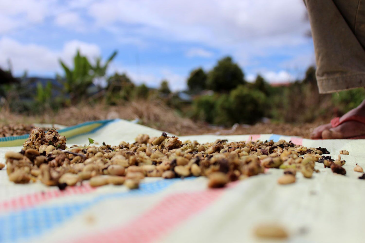 Wild Bat Coffee Beans drying in Costa Rica Sea Island Coffee