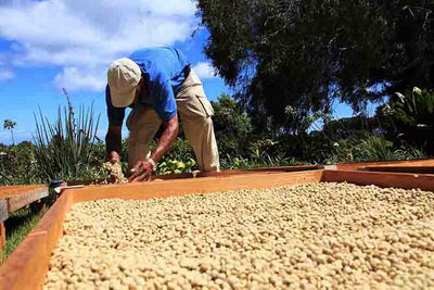 Swiss Water Decaf, Guatemala - Green Bean-Sea Island Coffee