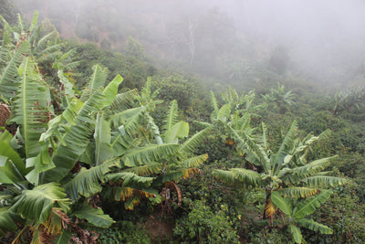 Plants surrounded by mist in the Jamaican Blue Mountains