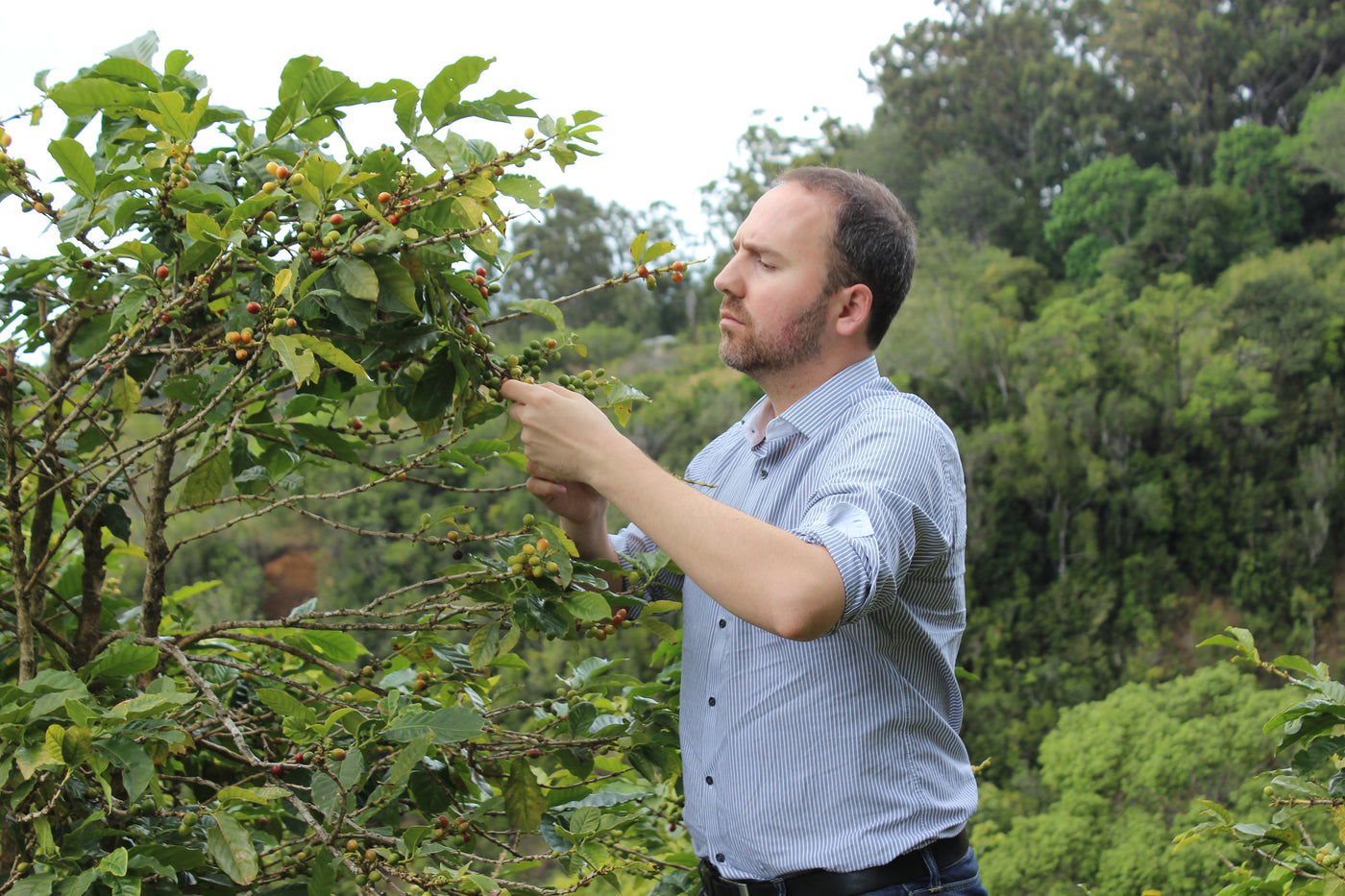 Coffee cherries being inspected in the Jamaican Blue Mountains
