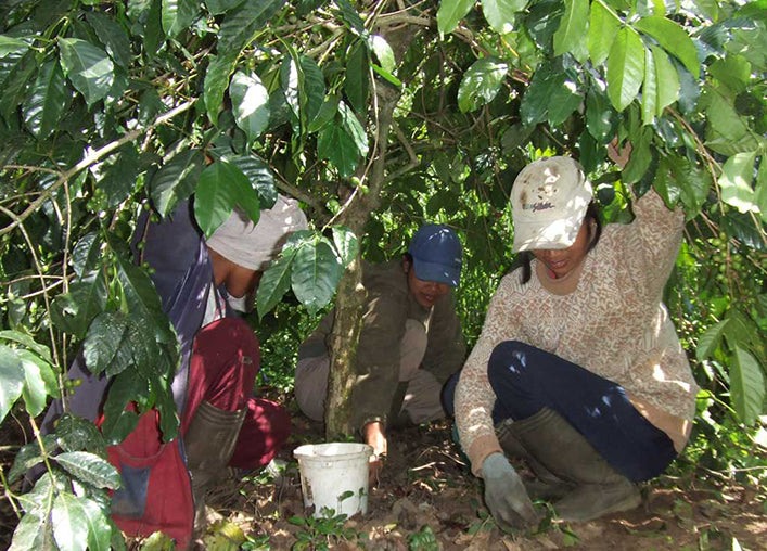 Coffee pickers searching for wild kopi luwak coffee in Indonesia