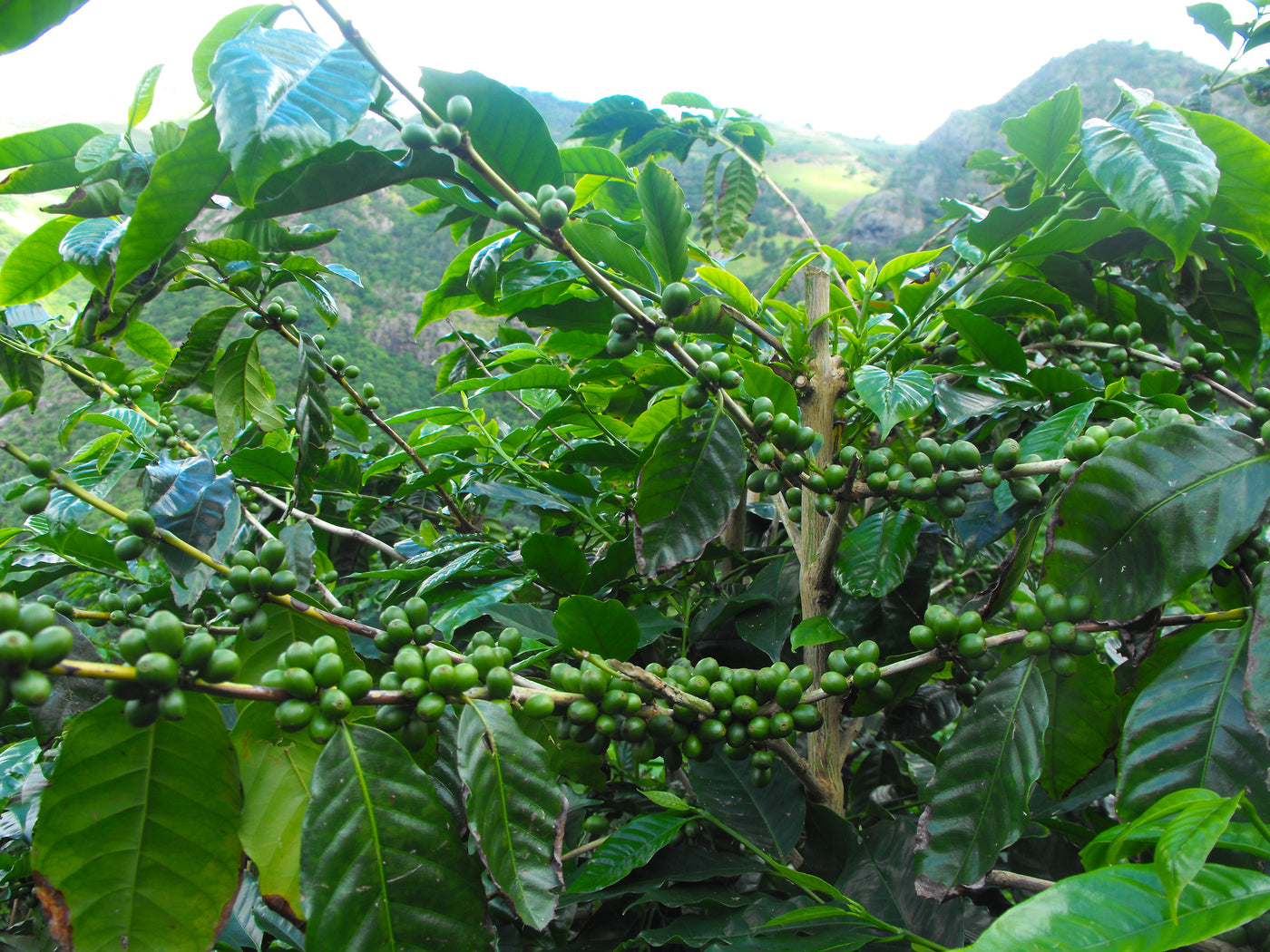 Unripe green coffee cherries growing in St Helena