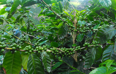 Green coffee cherries growing on a plant on St Helena island