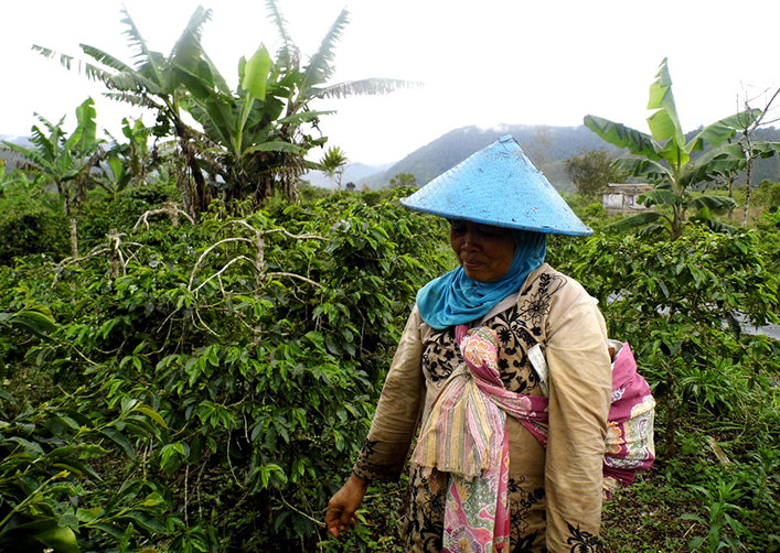 Coffee picker in Northern Sumatra, Indonesia, foraging for wild kopi luwak droppings