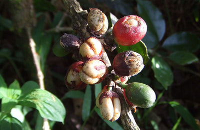 Geisha coffee cherries eaten by Wild Bats in Costa Rica Sea Island Coffee
