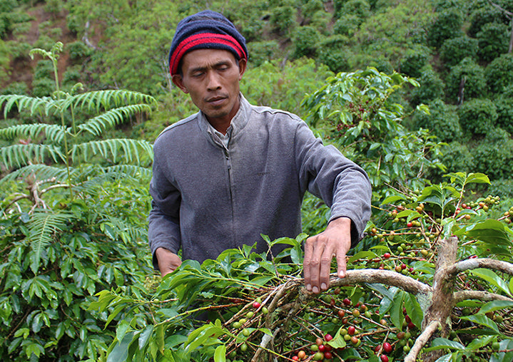 Coffee farmer in Bali Indonesia searching for kopi luwak coffee droppings