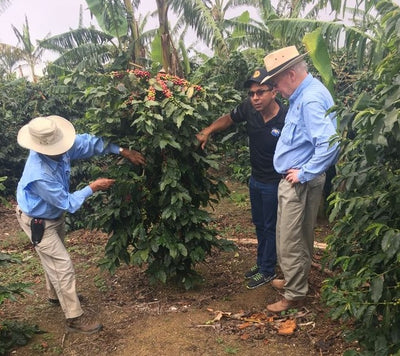 Jamaica Blue Mountain coffee cherries being inspected by farmers