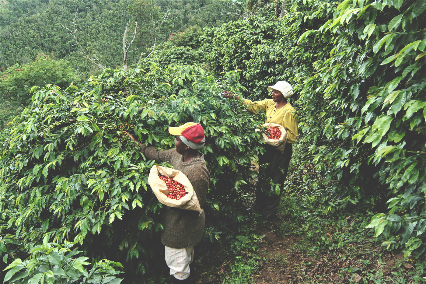 Farm workers picking coffee cherries from coffee plants in the Jamaican Blue Mountains