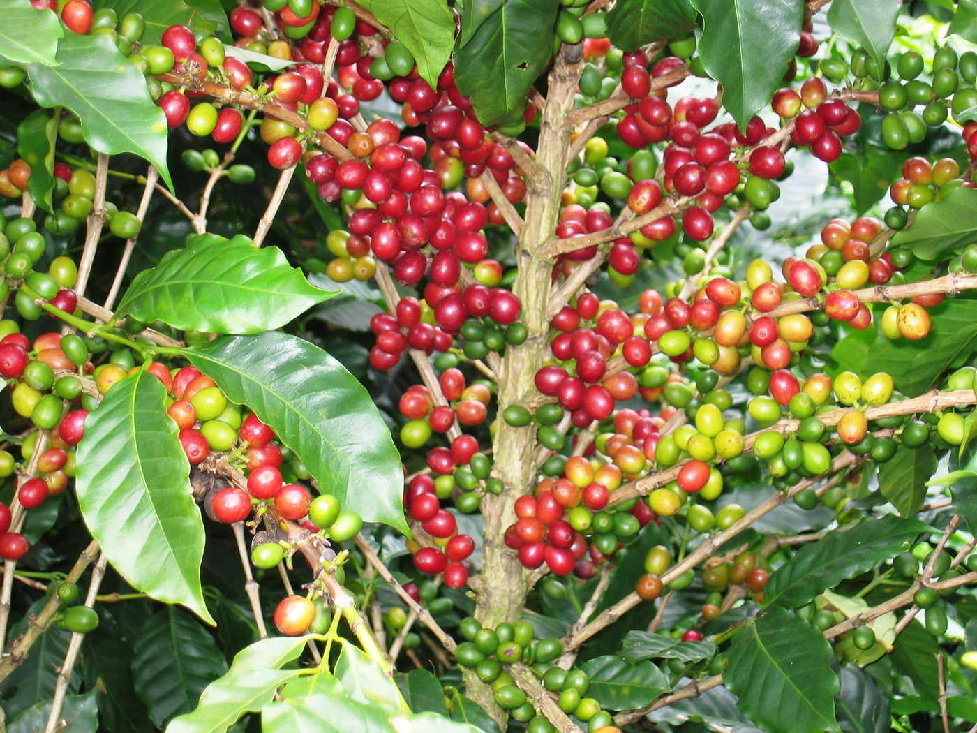 Red coffee cherries still attached to the coffee plant
