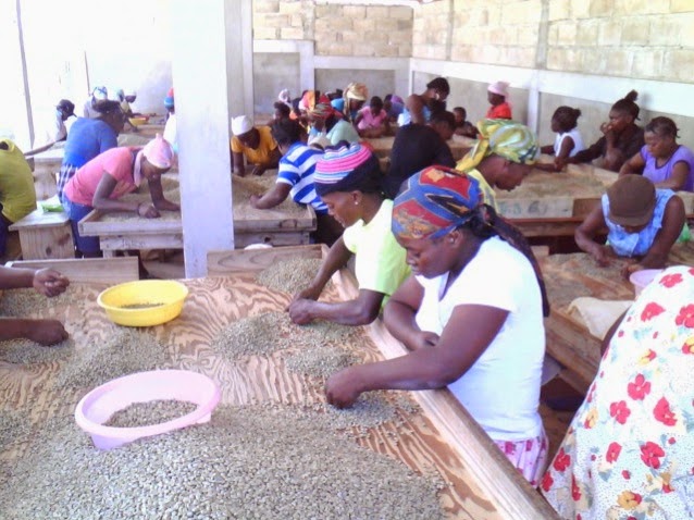 Savannah Zombi, Haiti - Green Coffee-Sea Island Coffee