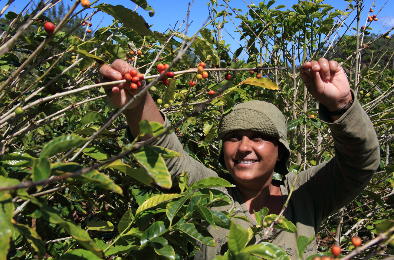 Coffee picker on St Helena island picking cherries