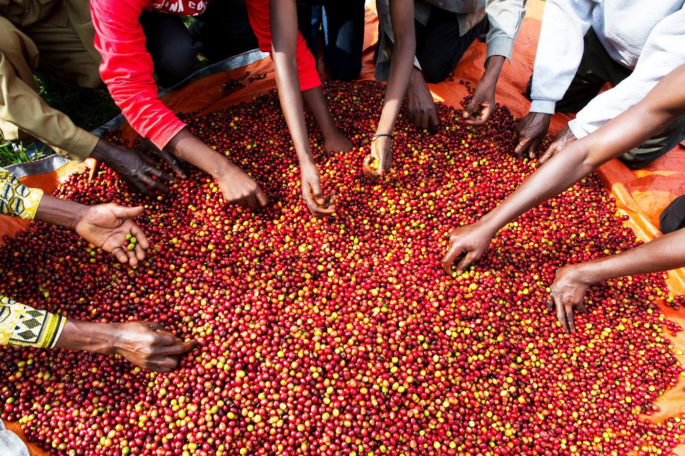 Coffee bean sorting in Rwanda