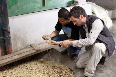 Two farmers sorting Jamaica Blue Mountain coffee beans