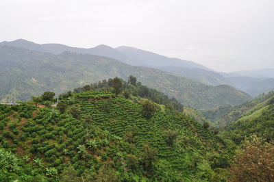 Jamaica Blue Mountain Coffee: A Short Documentary