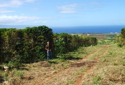 Well Done to the Maui Grown Coffee Company