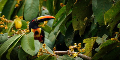 Introducing the World's First Wild Toucan Coffee