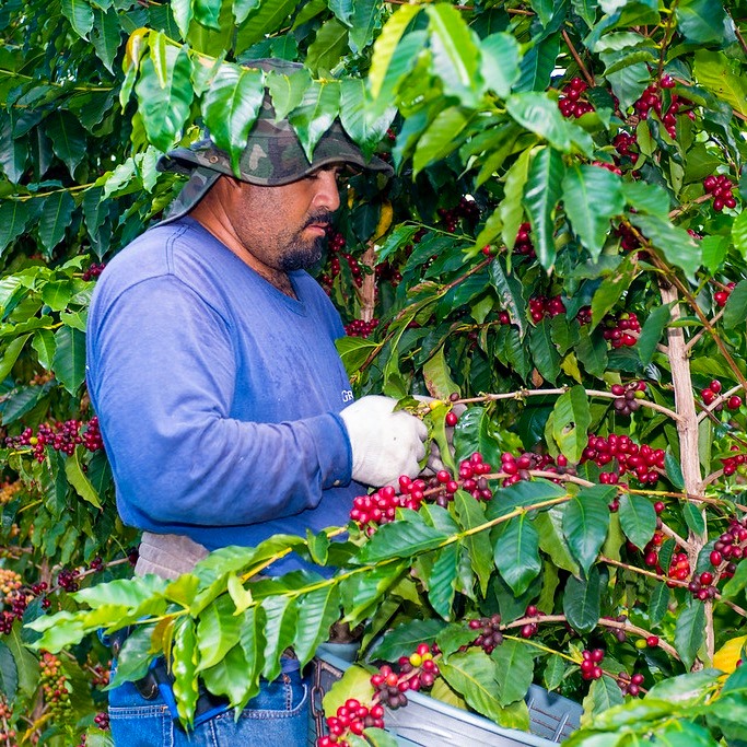 Hawaii Kona Coffee Beans - Greenwell Estate | Sea Island Coffee