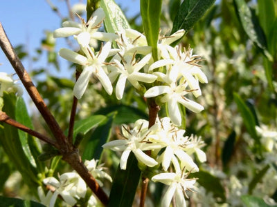 An image of a Coffea Racemosa coffee flower, in South Africa. 