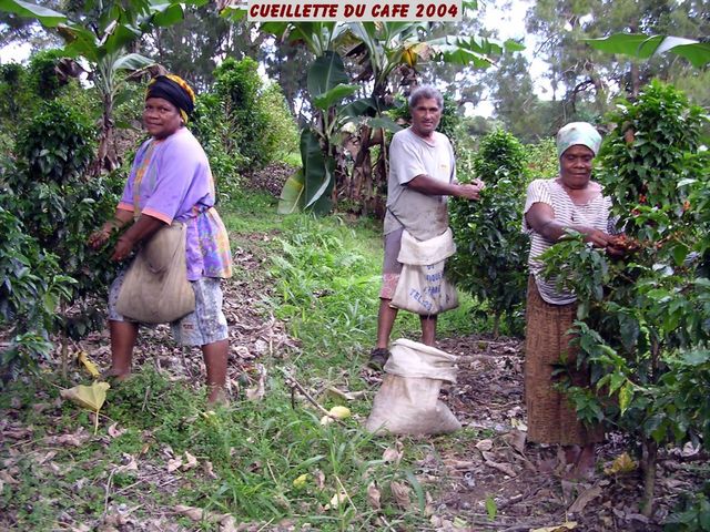 New Caledonia, Le Domaine Ida-Marc (Low Caffeine)