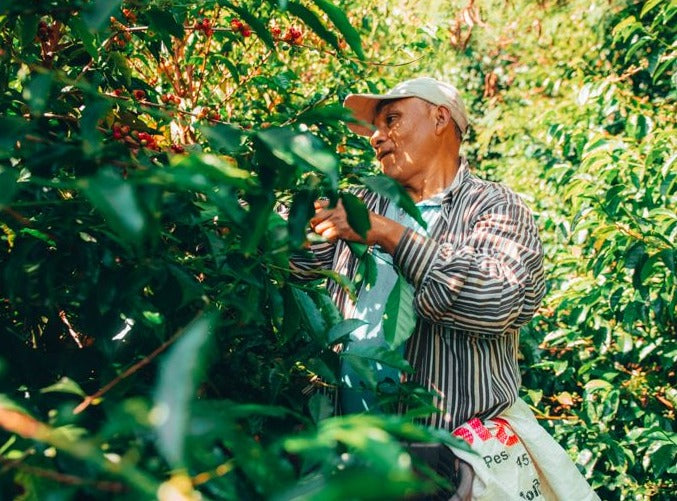 UNROASTED - Hacienda La Esmeralda - Cabaña Arriba, Panama