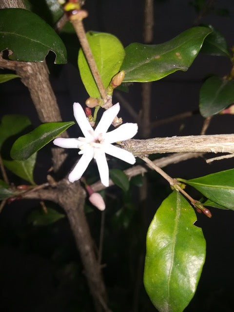 South Africa, Racemosa - Elephant Coast