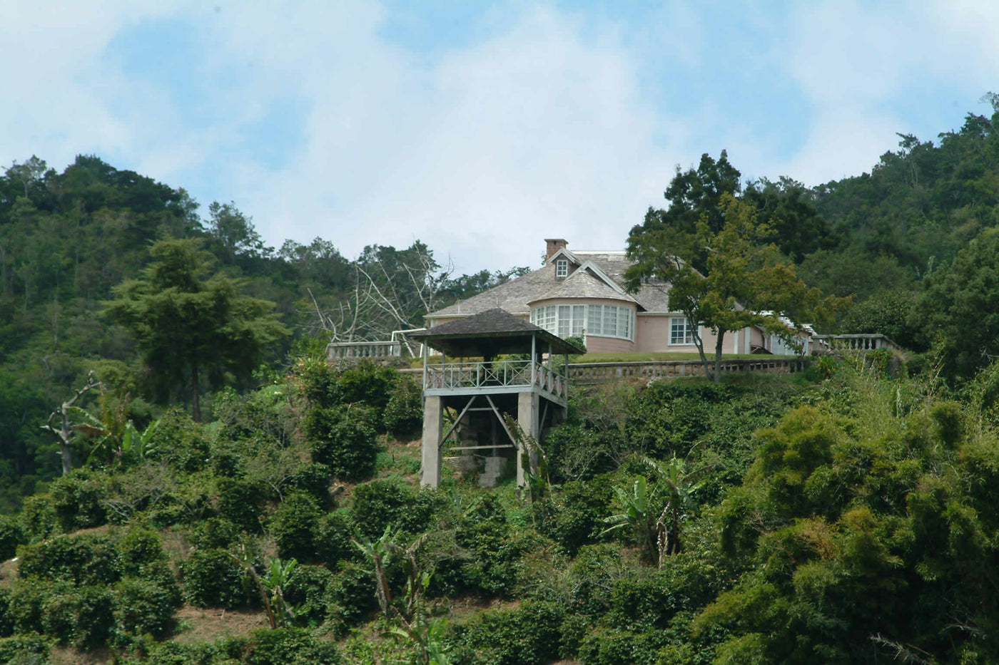 Clifton Mount Estate Peaberry, Jamaica Blue Mountain