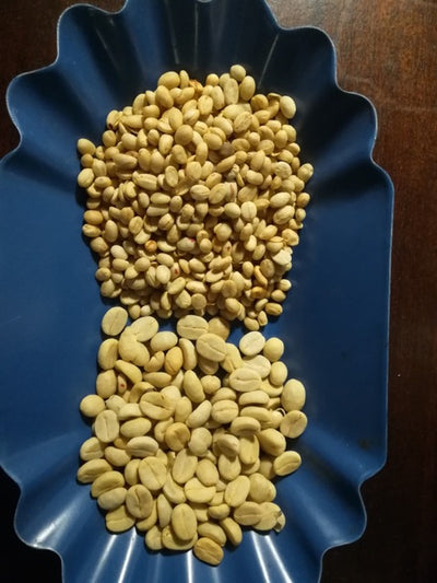 An image of the bean size comparison between Arabica Typica and Coffea Racemosa.