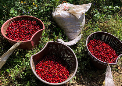 Panamanian coffee cherries freshly picked