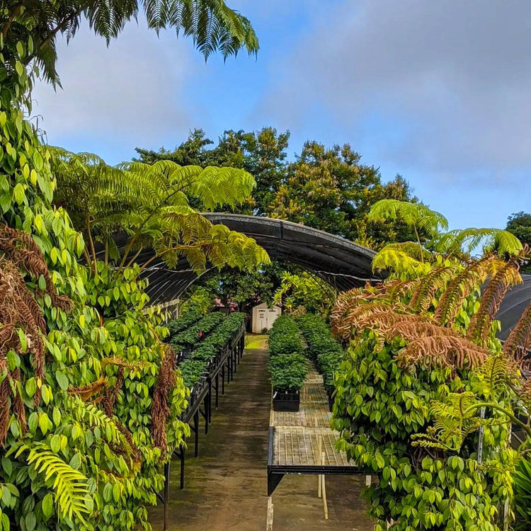 Hawaii Kona Coffee Beans - Greenwell Estate | Sea Island Coffee