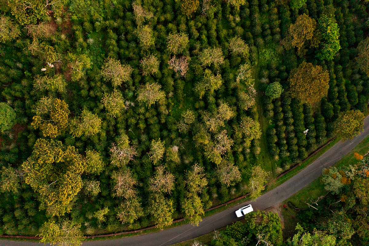 Panama, Hacienda La Esmeralda - Grand Reserve