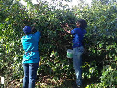 RAW Jamaica Blue Mountain, Blue Baron Estate Peaberry