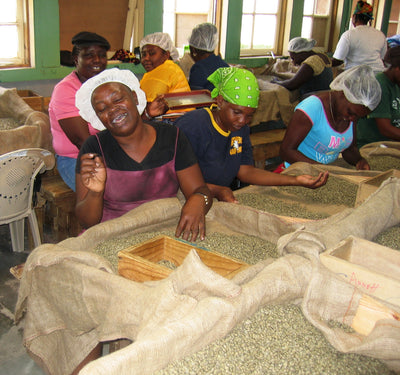 Coffee pickers in Jamaica hand-sorting through dried Jamaica Blue Mountain coffee beans