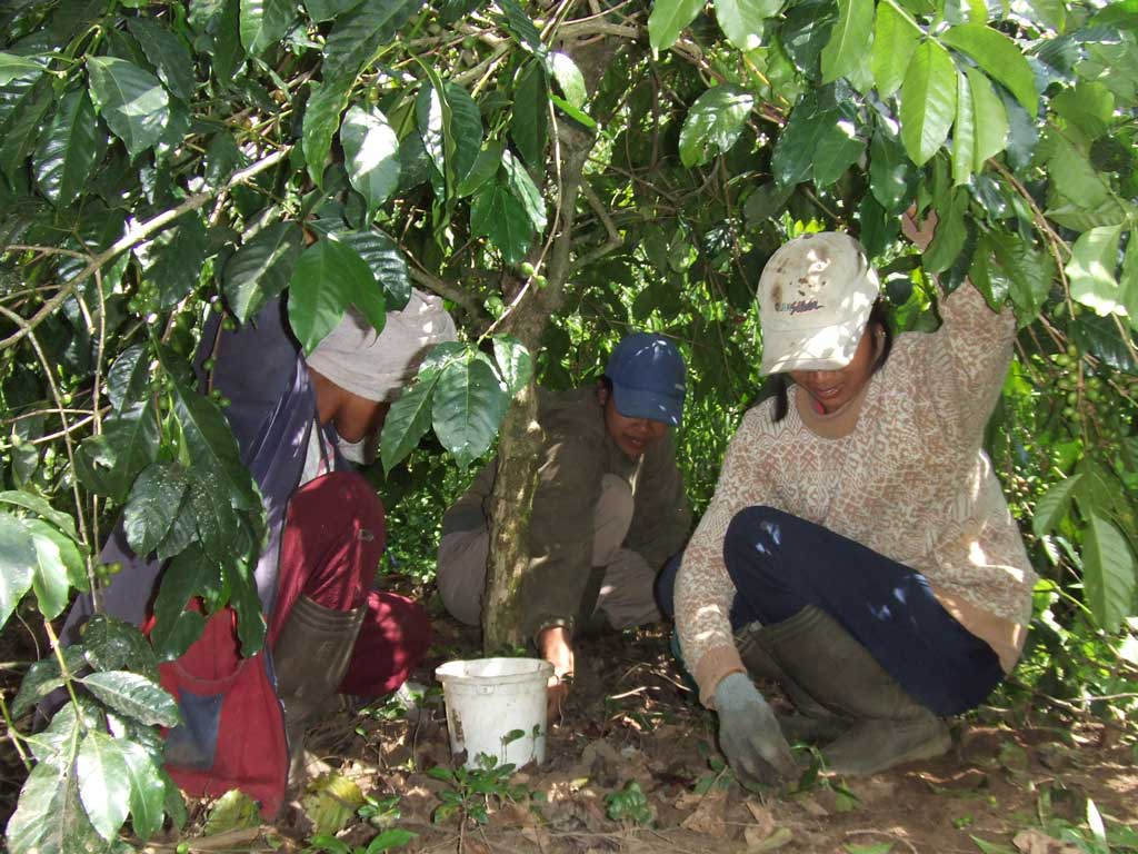 Wild Kopi Luwak, Bali - Indonesia