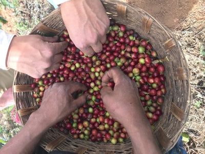 Mexico, Mountain Water Decaf